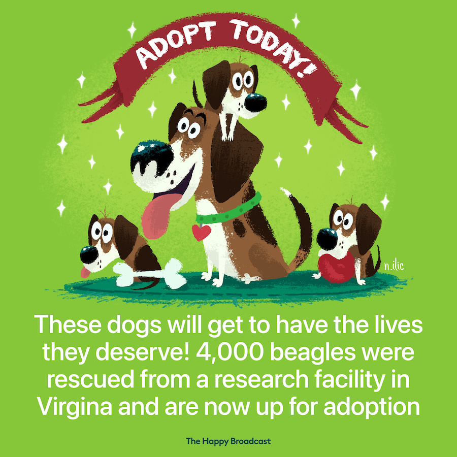 4000 beagles rescued from a Virginia facility