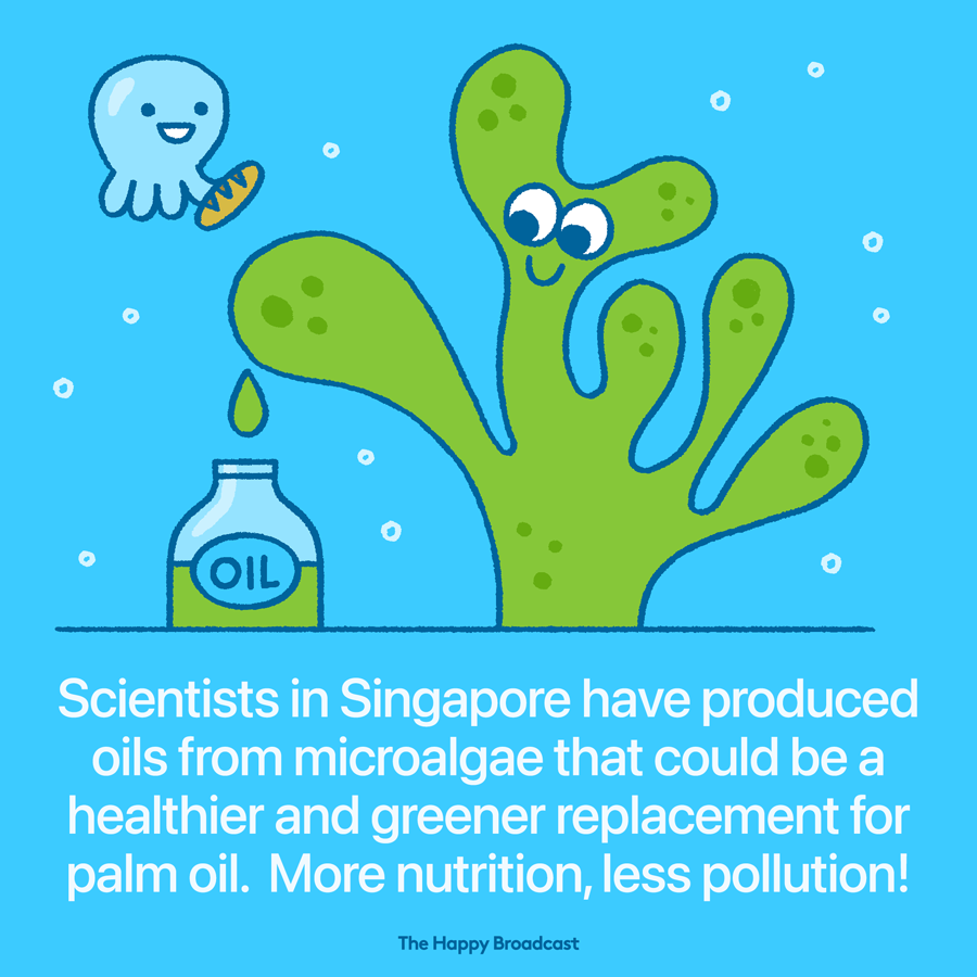 Oils from microalgae could replace palm oil