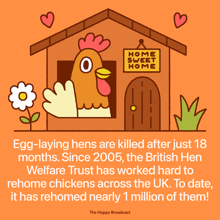 UK charity gives chickens a better future
