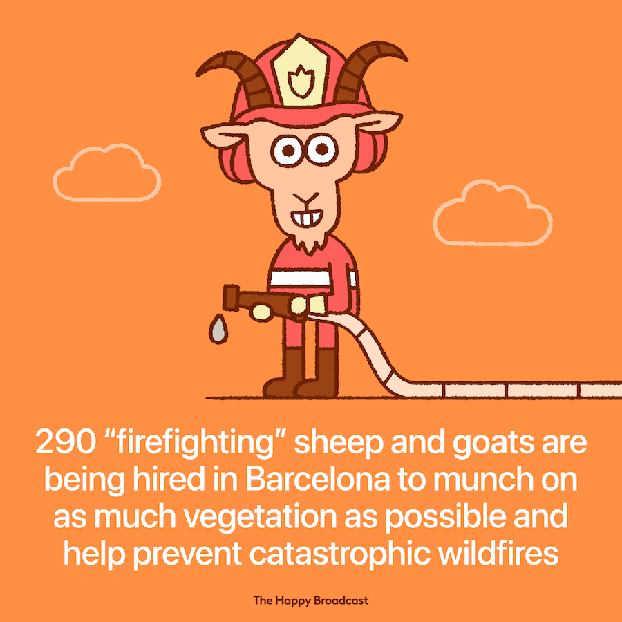 Goats and sheep can prevent wildfires in Barcelona