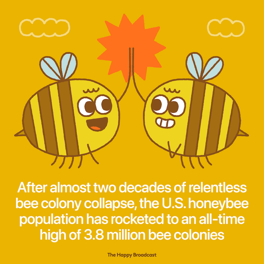 Bee colonies are at an all time high in the USA