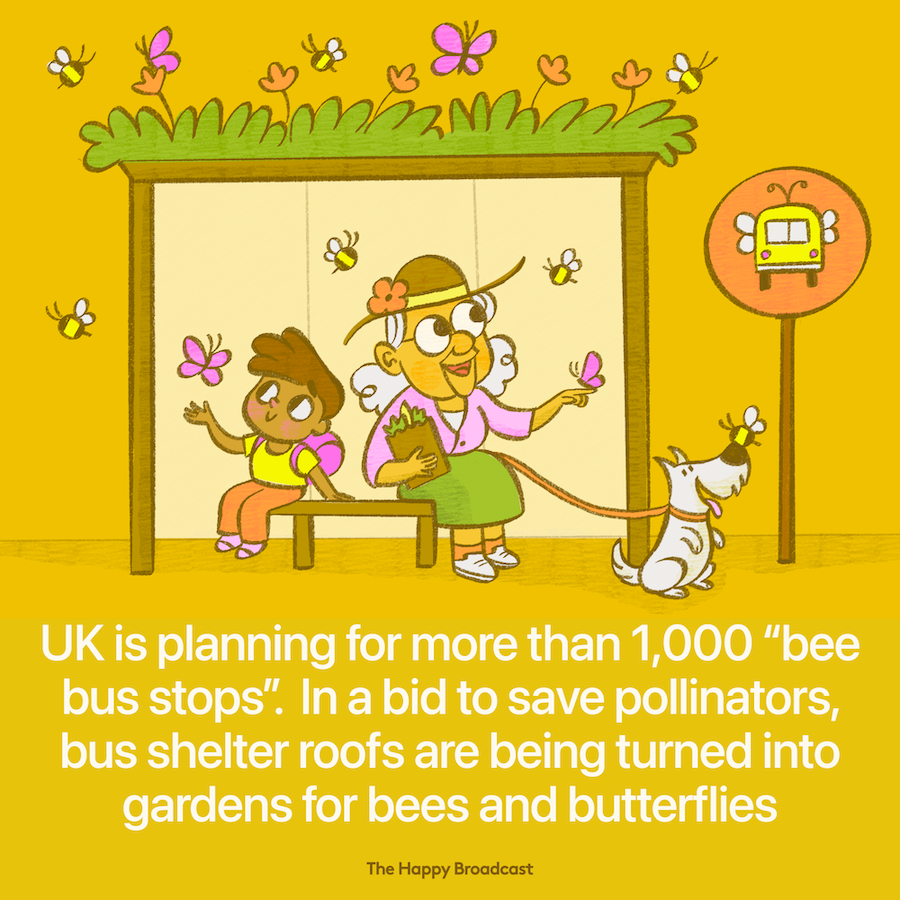 UK is planning to build 1000 bee bus stops
