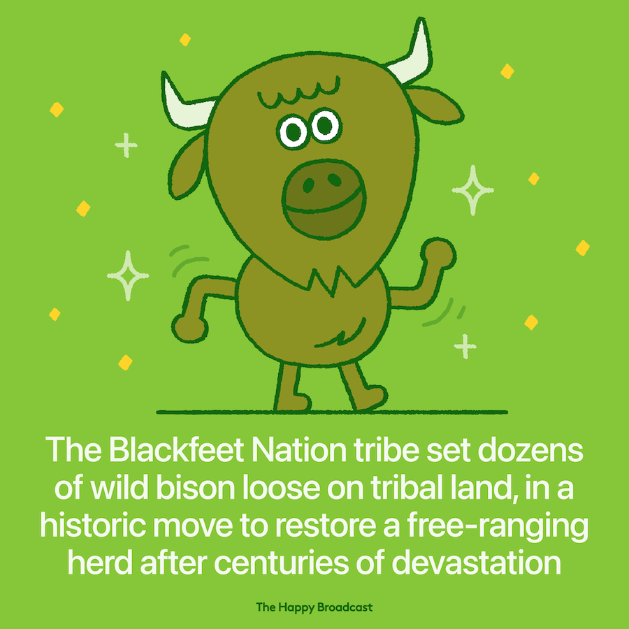 Wild Bison released onto Native Lands after centuries of devastation