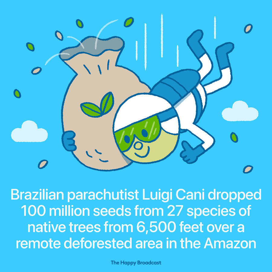 Parachutist throws 100 million seeds in a deforested area of ​​the Amazon
