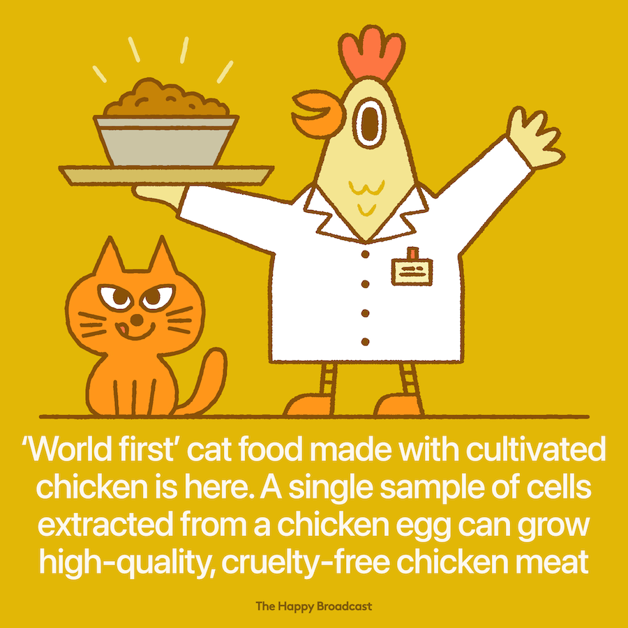World first cat food made with lab grown chicken