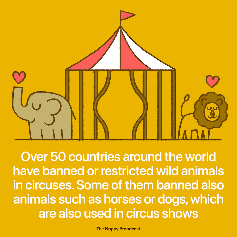More countries have banned or restricted wild animals in circuses