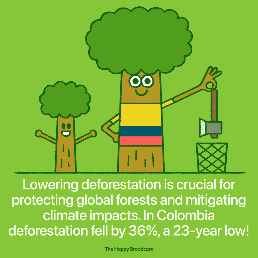 Deforestation in Colombia fell to a 23 year low