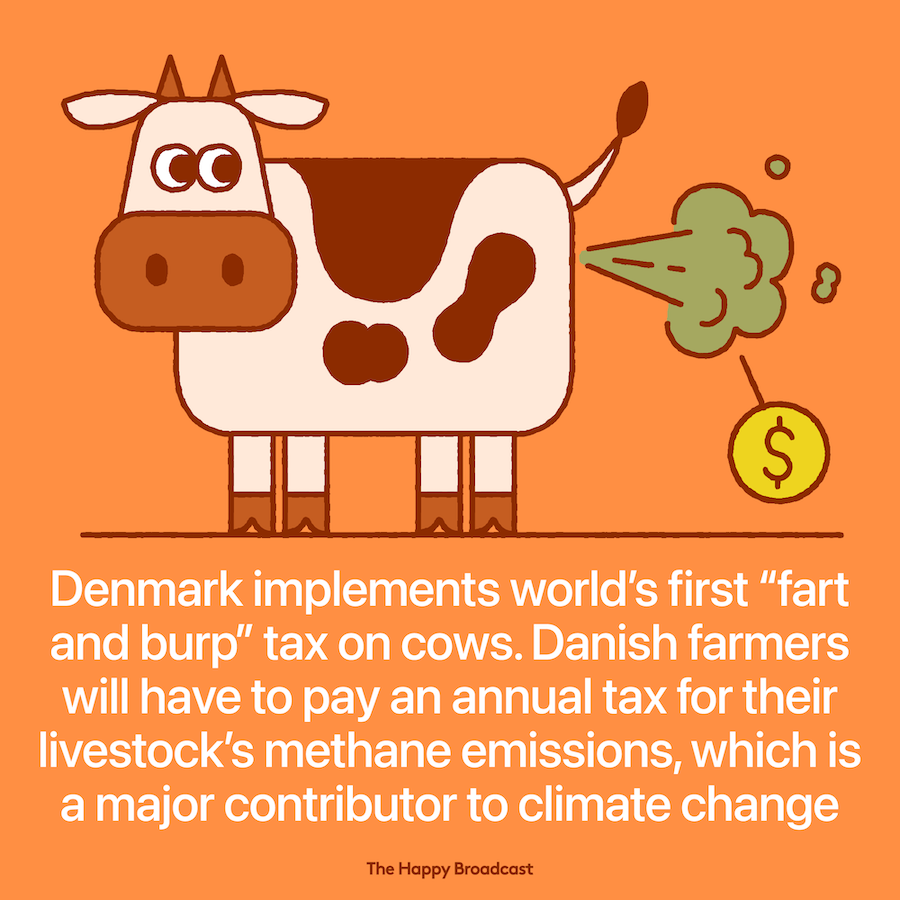Denmark introduces the first burp tax on cows