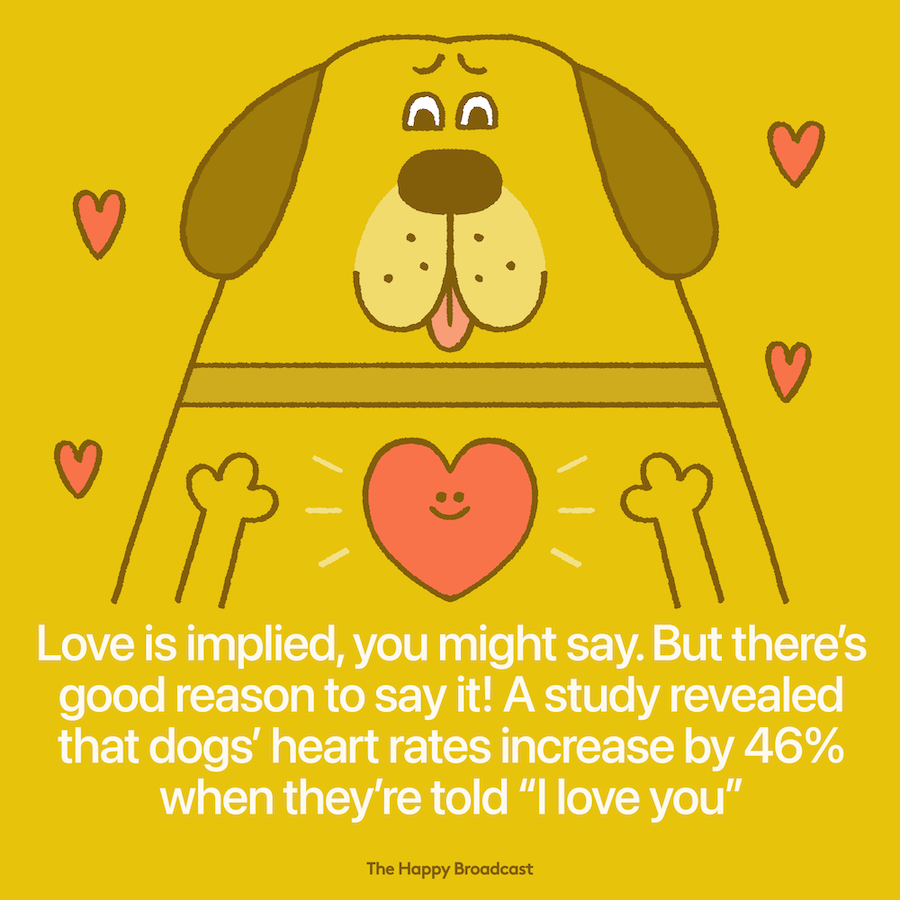 The heart rate of dogs increases when they hear I Love You