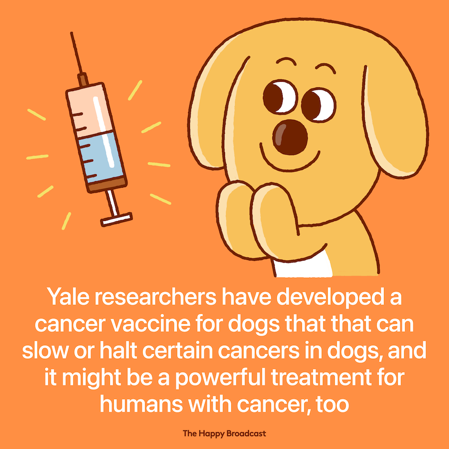 Novel cancer vaccine for dogs offers new hope