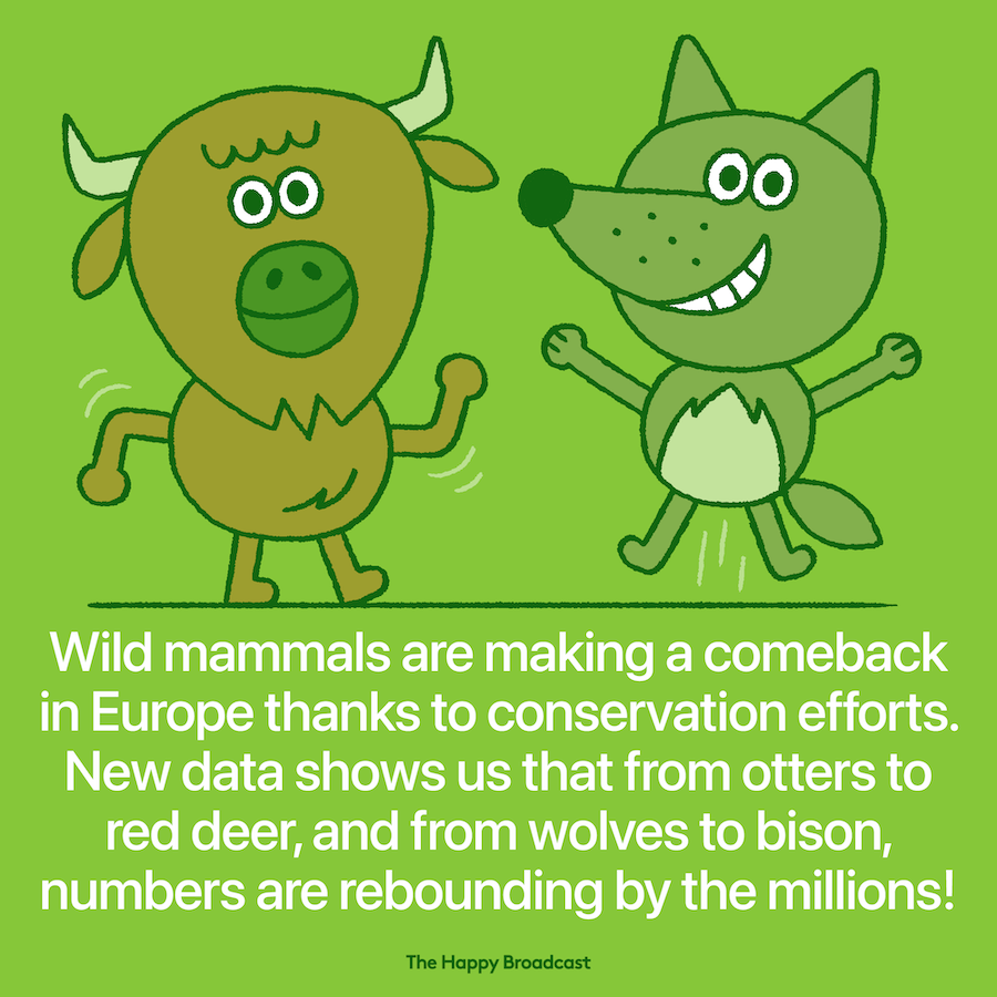 Mammal population is making a comeback in Europe