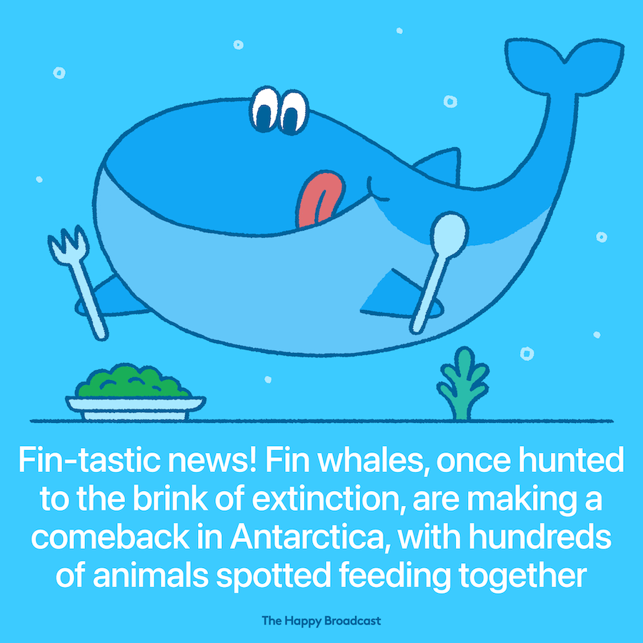 Fin whales return in numbers to feeding ground in Antartica