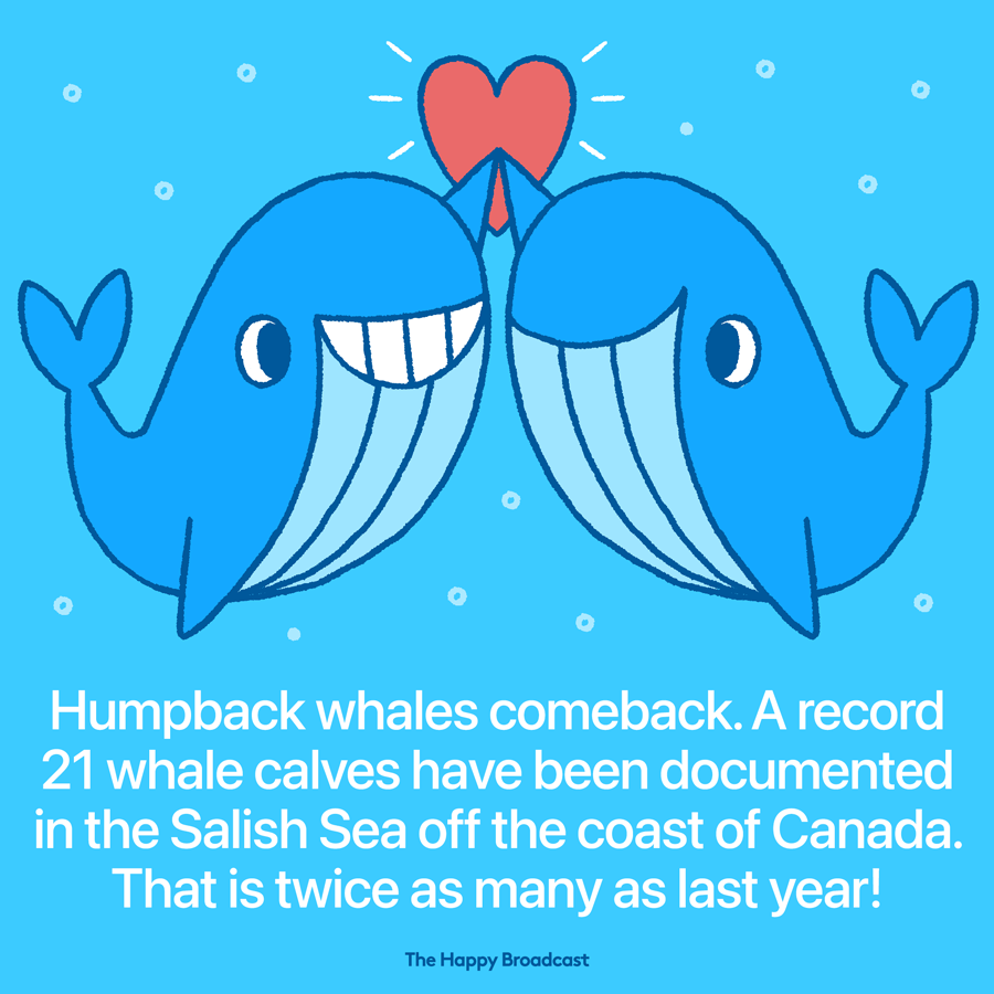 Humpback whales comeback in Canada