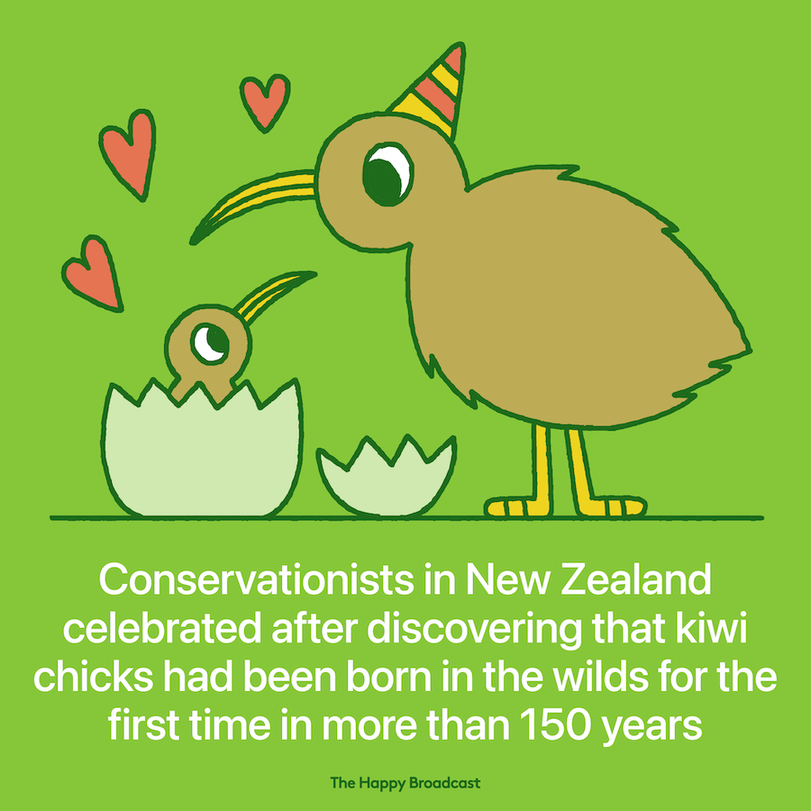 New Zealand welcomes two kiwi chicks after 150 years