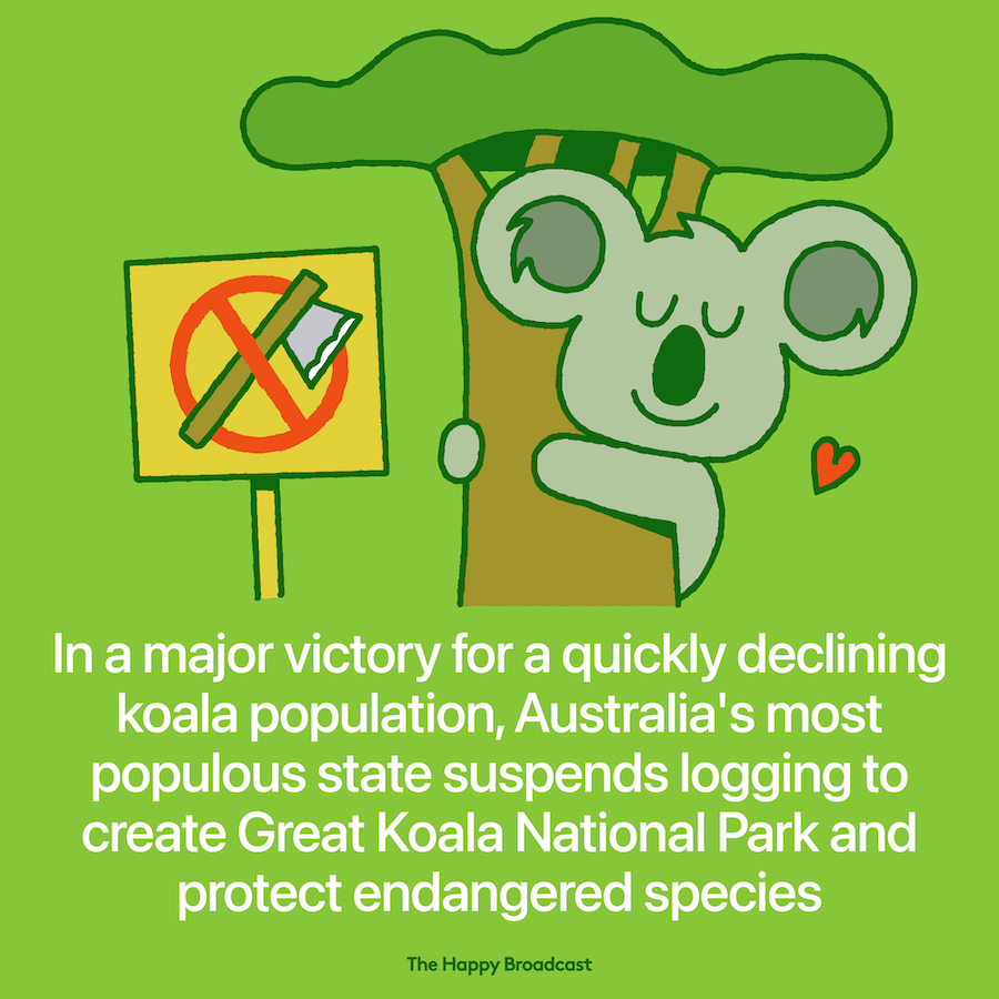 Timber harvesting operations stopped in Australia to protect koalas