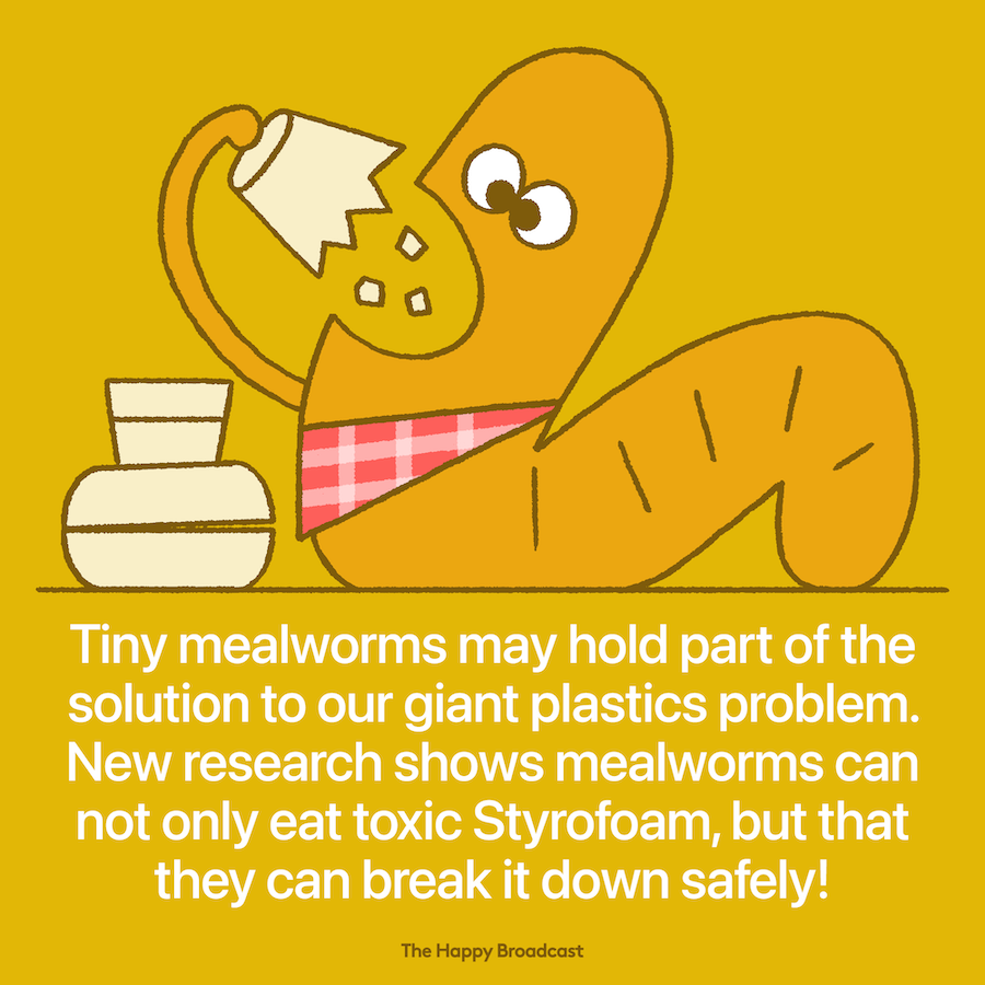 Mealworms can safely consume styrofoam