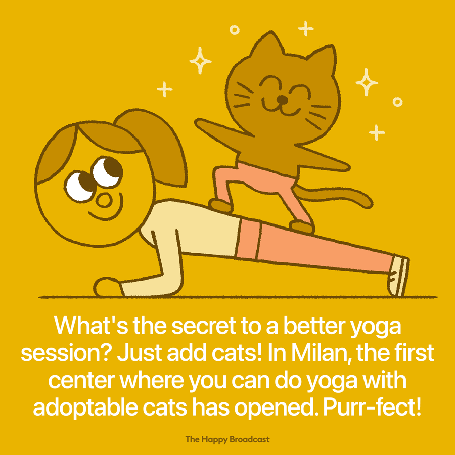 In Milan you can attend cat yoga classes