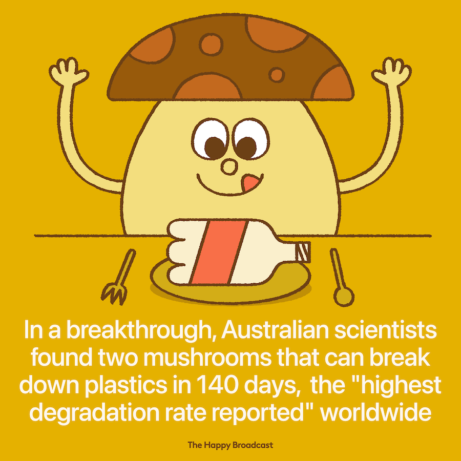 Scientists in Australia discover mushrooms that can break down plastic