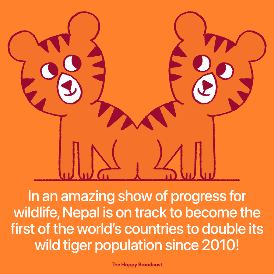 Nepal doubles its wild tiger population