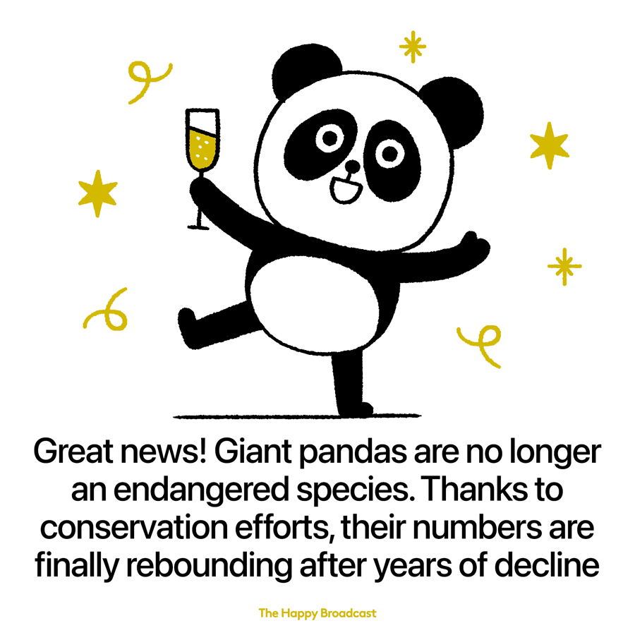 Giant pandas are no longer endangered, thanks to conservation