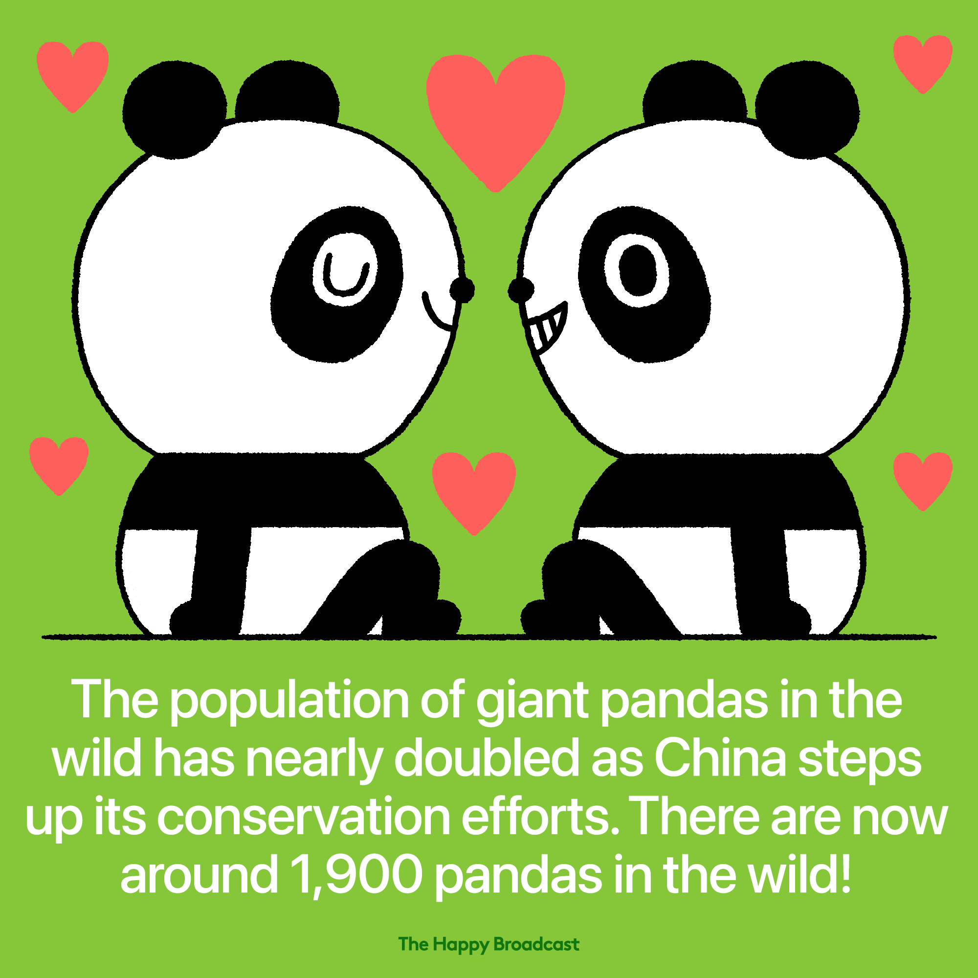 Giant pandas in the wild has doubled