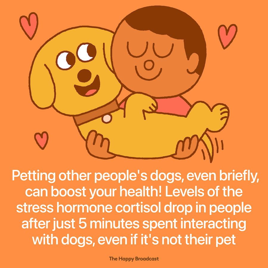 Petting other people dogs can boost your health