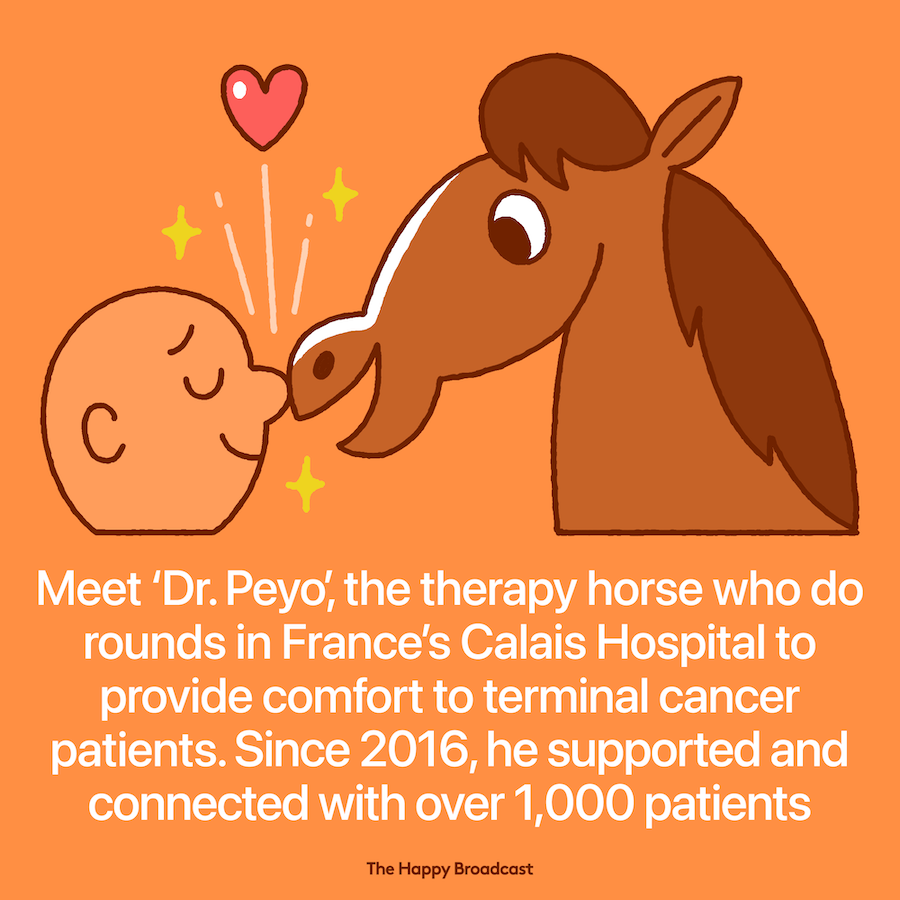 Peyo the therapy horse that helps cancer patients 