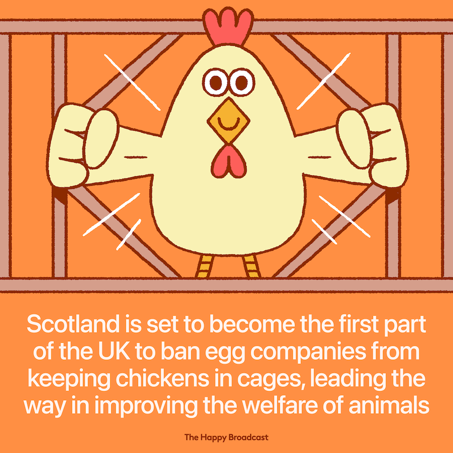Scotland proposes first ban on caging laying hens