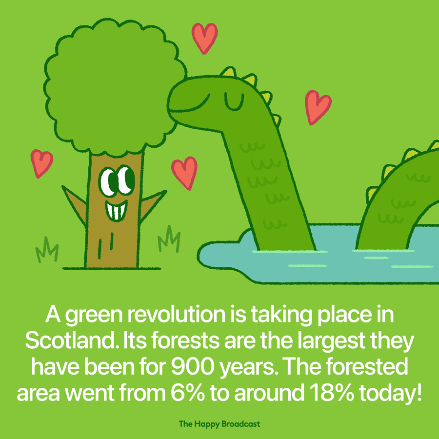Forests in Scotland are the largest they have been