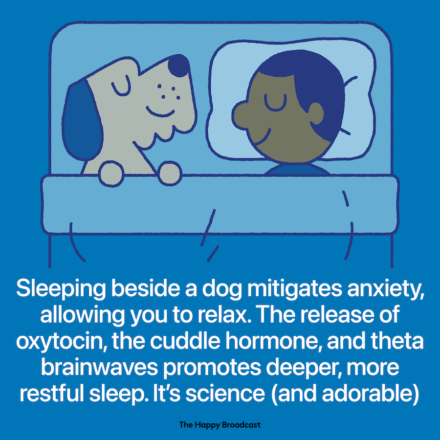 Sleeping with a dog allows people to relax