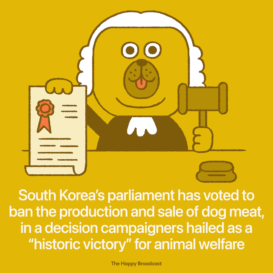South Korea bans dog meat