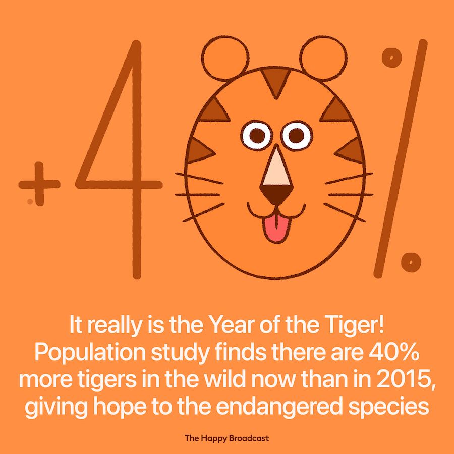 Wild Tiger Numbers Are Up 40 Percent