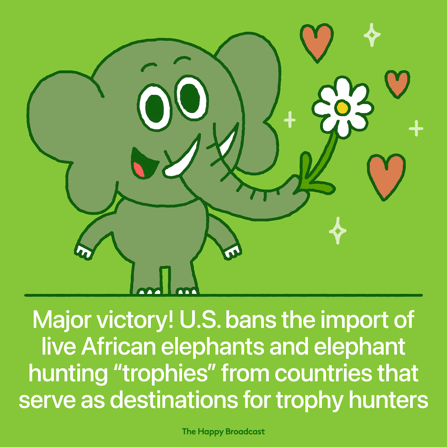US bans import of hunting trophies from Africa
