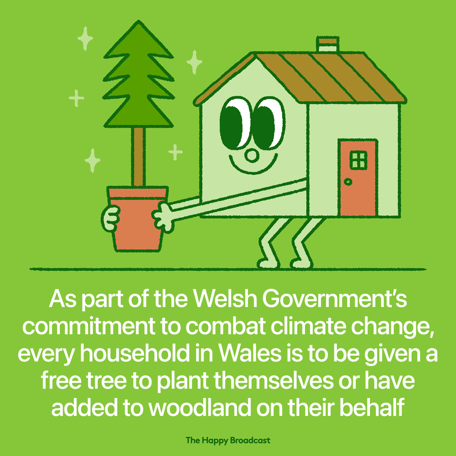 A free tree for every welsh household