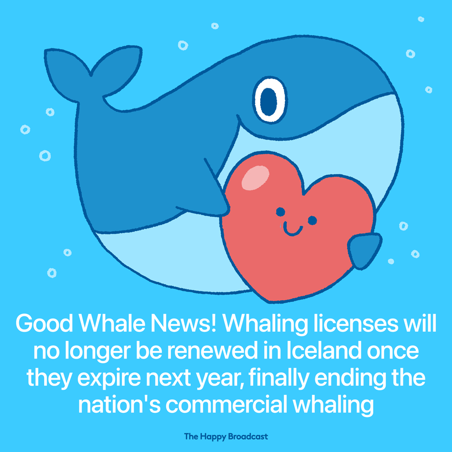 Iceland finally bans whale hunting