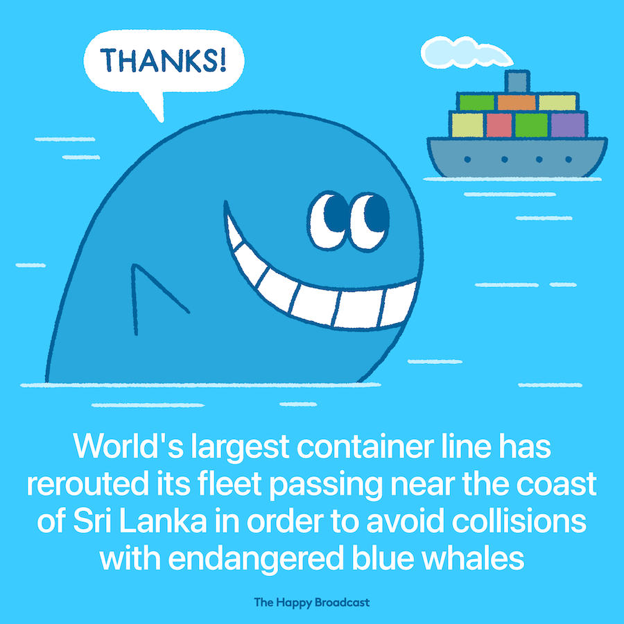 Mediterranean Shipping Company rerouted its fleet to protect blue whales
