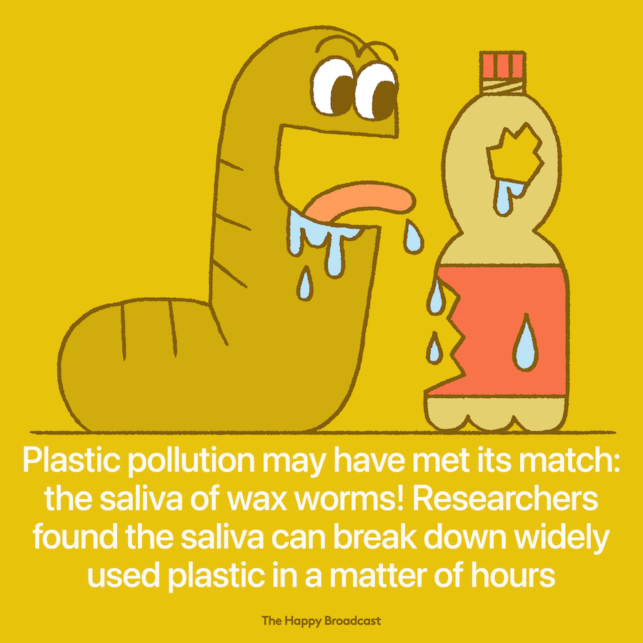 Wax worm saliva could potentially help solving our plastic problem